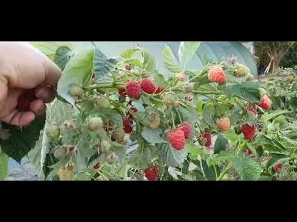 Урожайность маравиллы