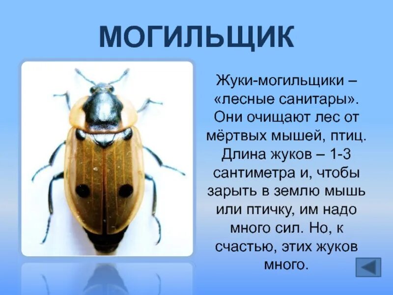 Жук-могильщик почему так называется. Жук могильщик рассказ. Жук могильщик доклад. Насекомые санитары.