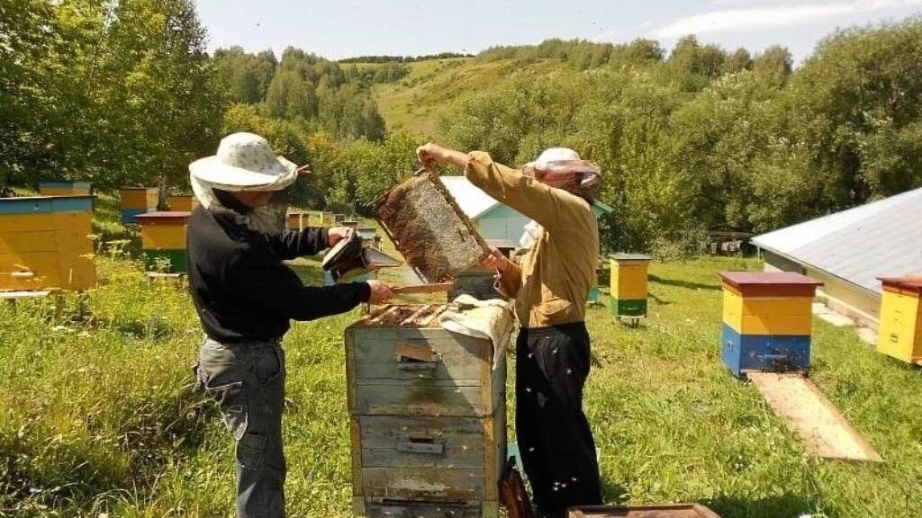 Медосбор в лесу. Пчеловод дата выхода 2024. Пчеловод дата выхода 2024. Пасека яковлева башкирия. Пасека карл майер.
