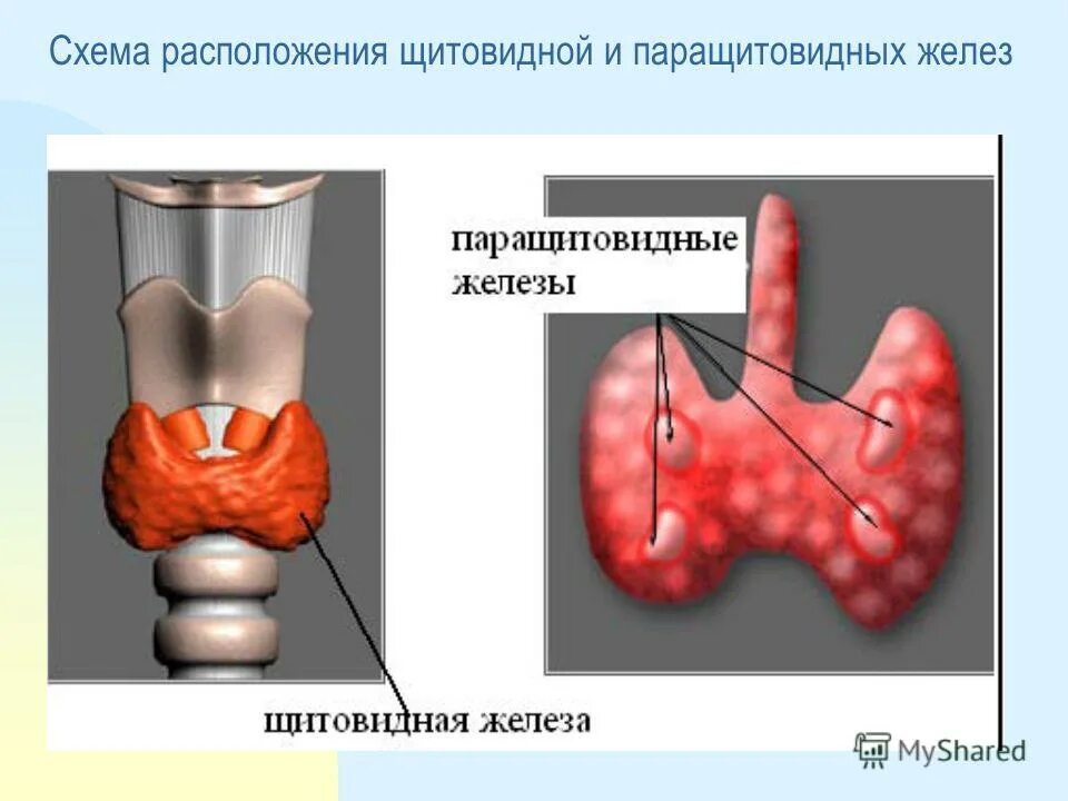 Функции щитовидной и паращитовидной железы. Схема расположения щитовидной и паращитовидных желез. щитовидная железа и околощитовидные железы. щитовидная и паращитовидная железы схема. физиология щитовидной и околощитовидной желез.