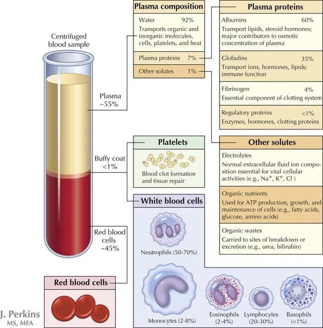 Кровь жидкая часть таблица. Blood Plasma function. Blood Plasma Proteins. Blood contains a Fluid Called.