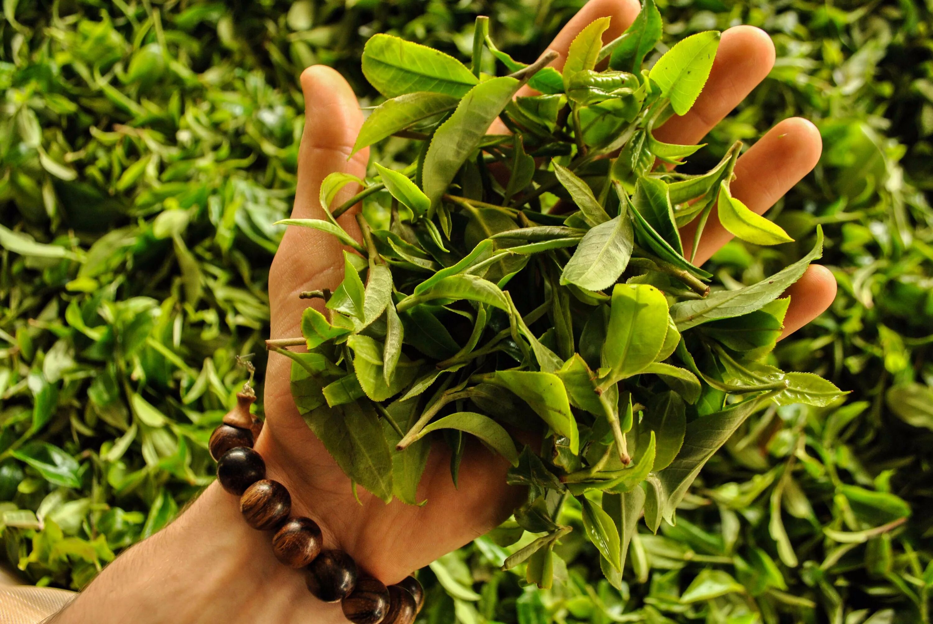 Вреден ли зеленый. Зеленый чай фото трава. Здоровье и польза чая фото. Рексируещие фото без авторских прав растения.