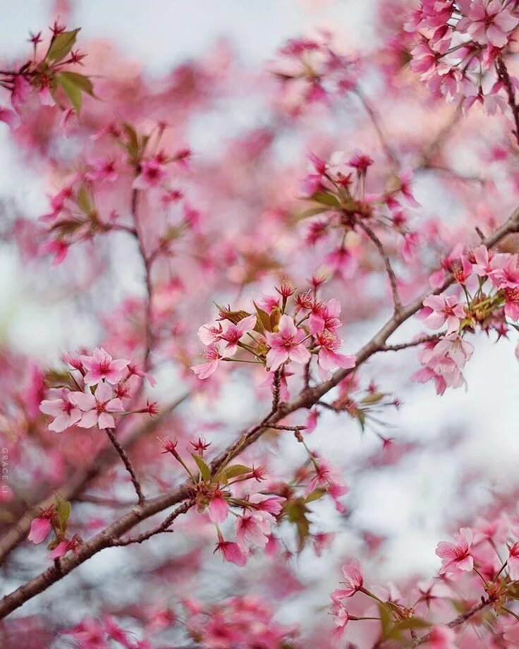 Spring post. Spring Flowers Instagram Posts Design. Spring Instagram Posts Design.