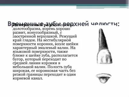 Резцы верхней челюсти поверхности