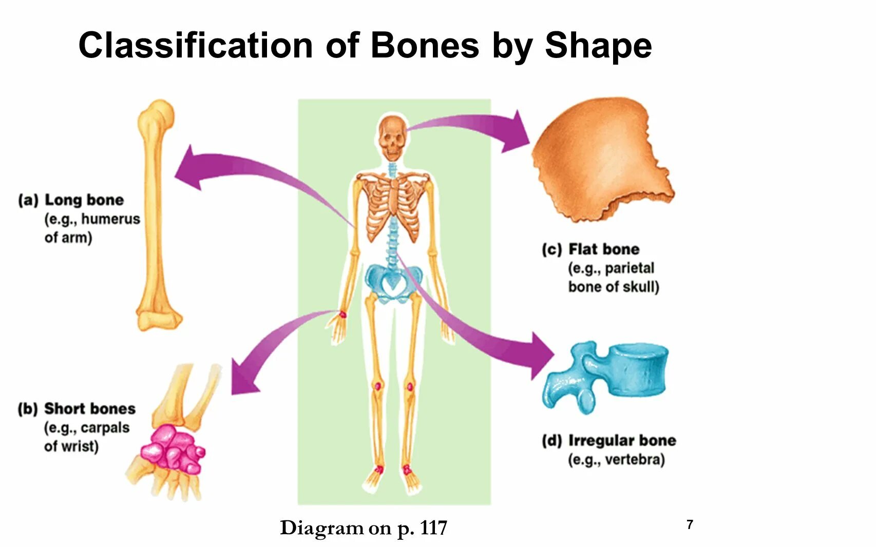 Bone bone shape. Short bones. long bone. the ratio of bones to organs gif.