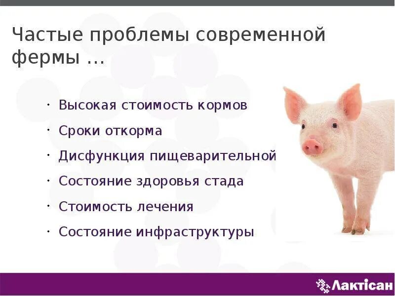 Свиноводство отрасль животноводства. Проблемы свиноводства. Проблемы свиноводства. Продолжительность лактации у свиней:. Свиноводство отрасль животноводства.