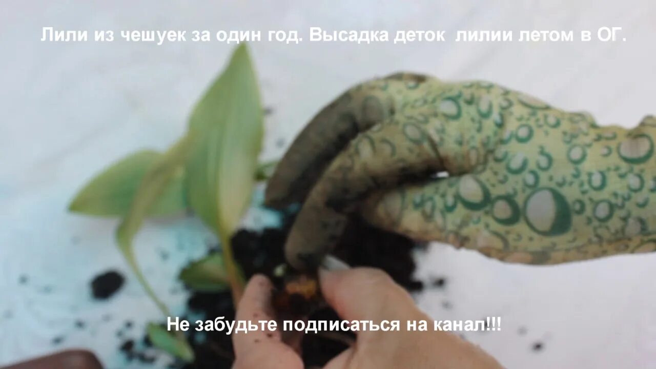 Чешуйчатые луковицы лилий. Пророщенная луковица лилии. Фузариоз луковицы лилии. Луковицы лилии садовой. Размножение лилий из чешуек.
