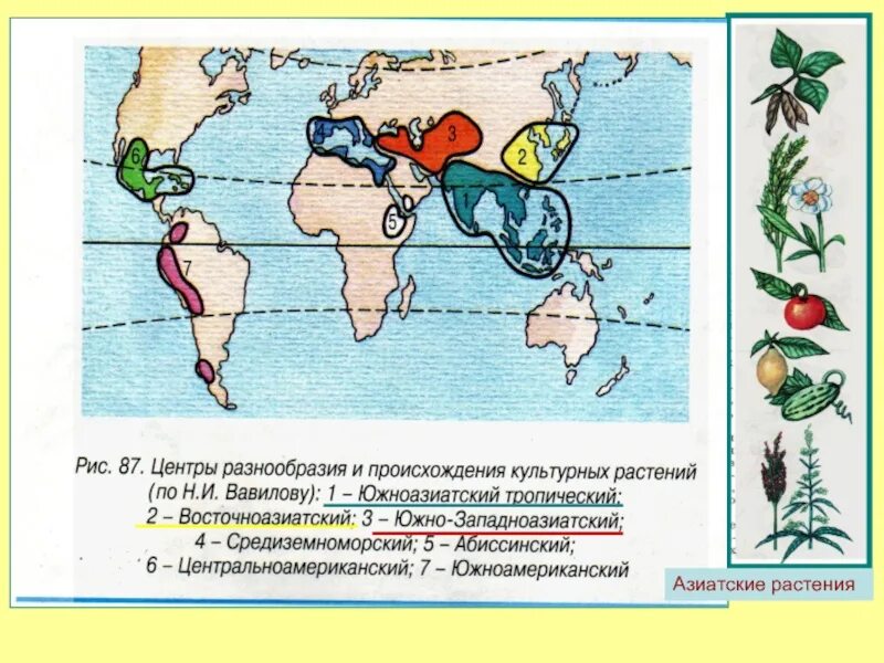 Вавилов карта происхождения культурных растений. Центры культурных растений Вавилова. Центры многообразия и происхождения культурных растений Вавилов. Вавилов центры происхождения культурных растений таблица.