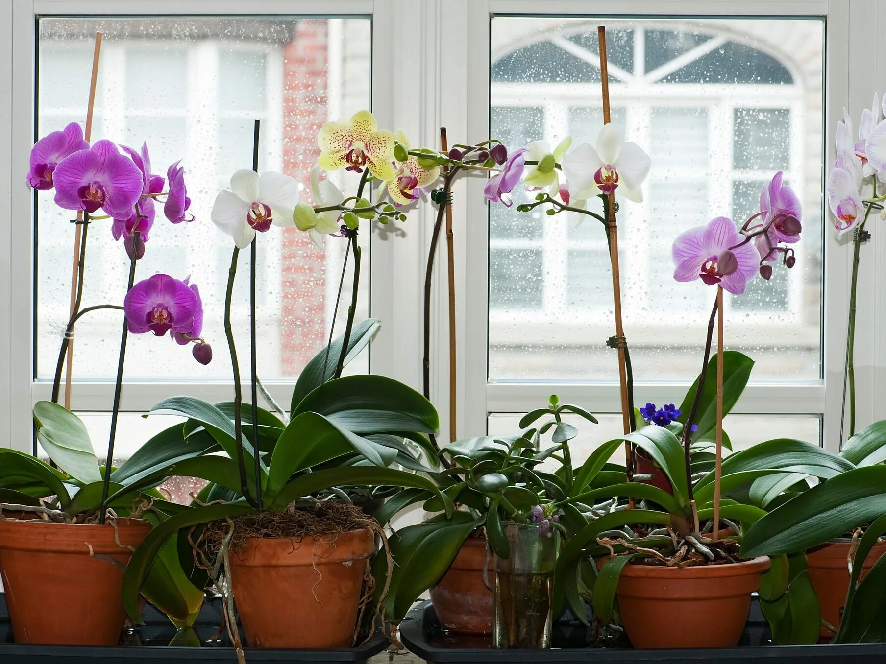 Орхидеи дома. Орхидея комнатная. Дизайн зимнего сада с орхидеями. Как ухаживать за орхидеей. Орхидеи зимой как ухаживать