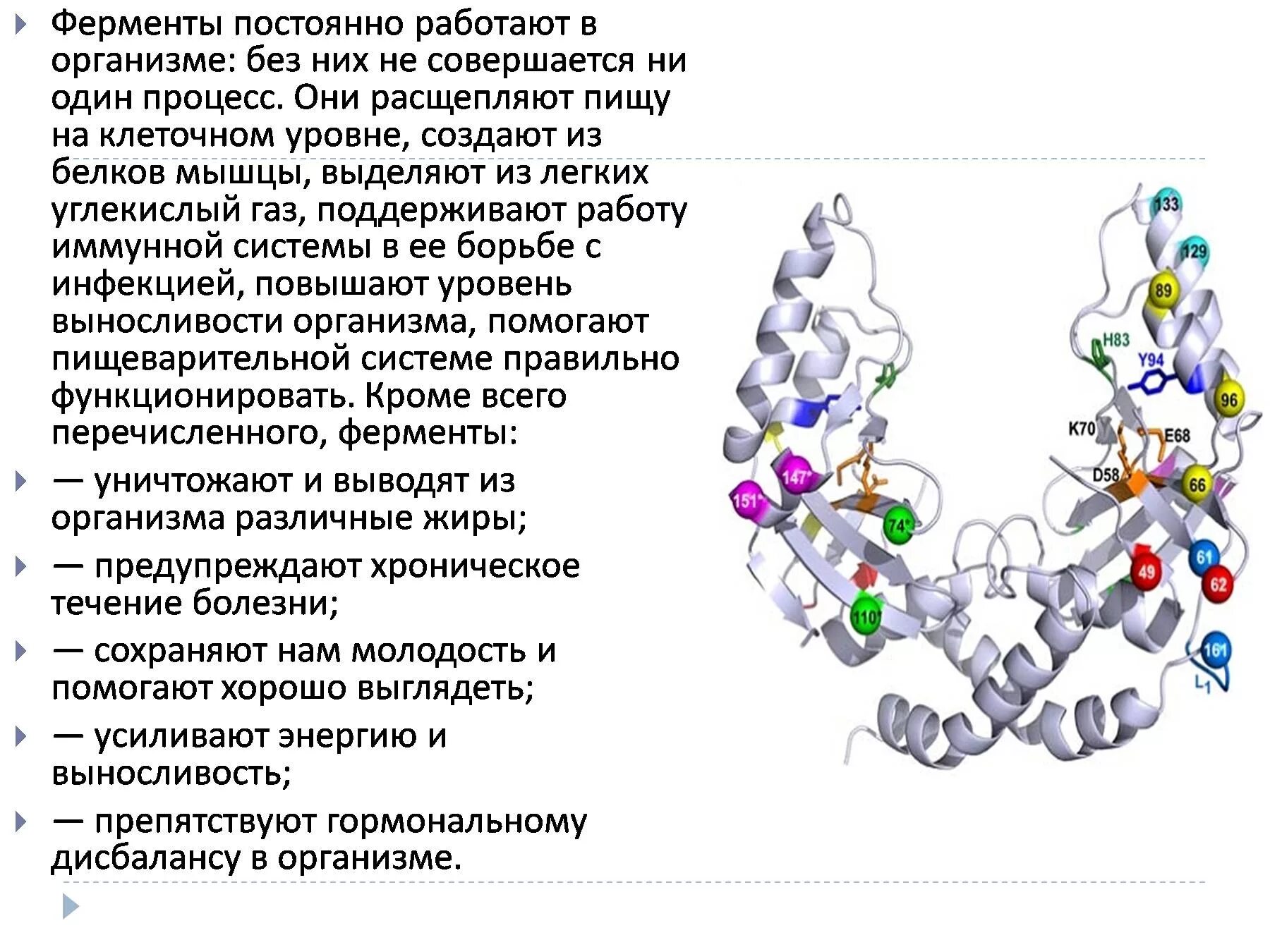 Ферментативная функция белков состоит в. Амилаза нахождение в организме. Ферменты. Ферменты это. Ферменты презентация.