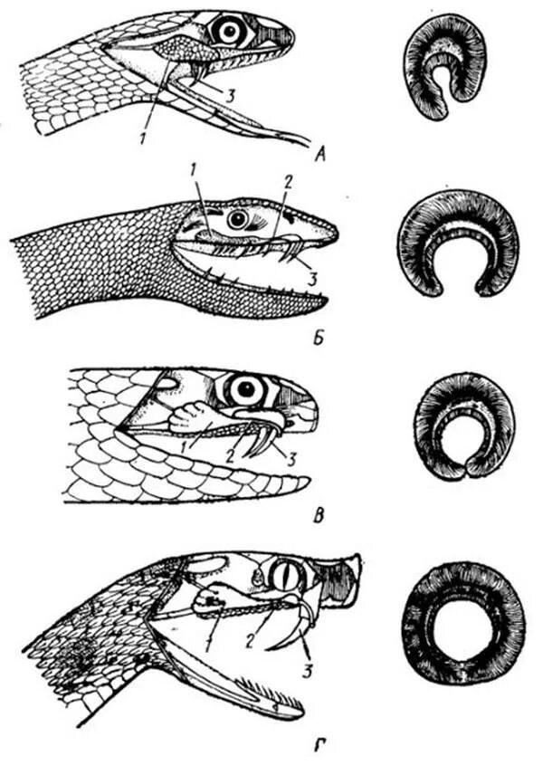 Уши у змей. Строение ядовитого аппарата гадюк. Строение Клыков ядовитых змей. Строение ядовитых зубов у змей. Ядовитые железы змей строение.