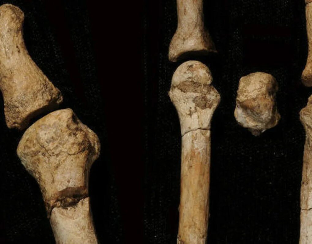 неандерталец находка пещера неандерталь. археологические предметы. фрагменты костей. кости древних динозавров. кость динозавра в разрезе.