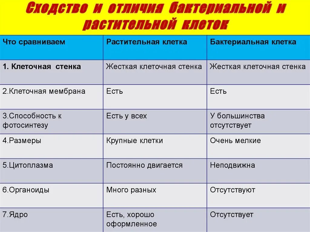 Сходство бактерий и простейших. Бактерии и простейшие сходства и различия. Сходство между бактерии и простейшие. Бактерии и простейшие различия. Простейшие сходства и различия