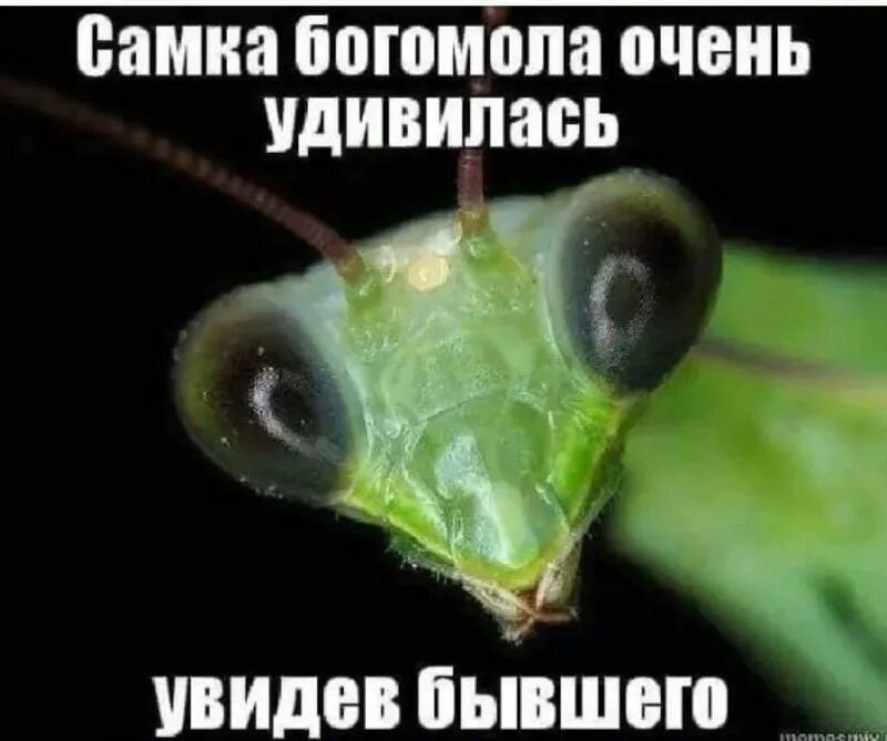 будете удивлены увидев на. самка богомола съедает самца после спаривания. самка богомола инстаграм. шокированная девушка. шутки про самку богомола.