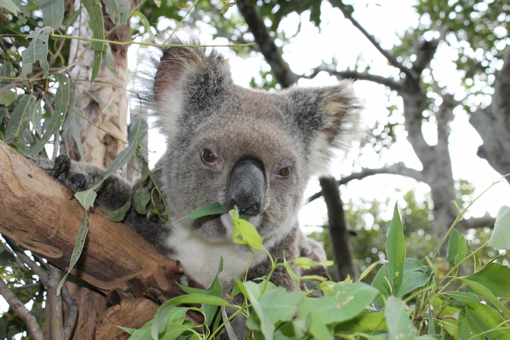 Коала и материк Австралия. Коала ареал. Морская коала. Серая коала.