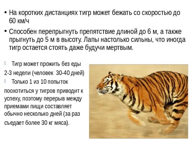 Какая длина тигра. Внешний вид тигра. Скорость Амурского тигра. Амурский тигр скорость бега. Животные России Амурский тигр.