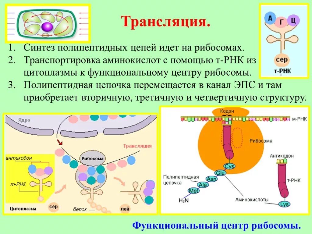 Рибосомы синтезируют полипептиды. Синтез полипептидной цепи на рибосоме кратко. Синтез полипептидной цепи. Синтез полипептидной цепи на рибосоме. Синтез полипептидной цепи на рибосоме идет.