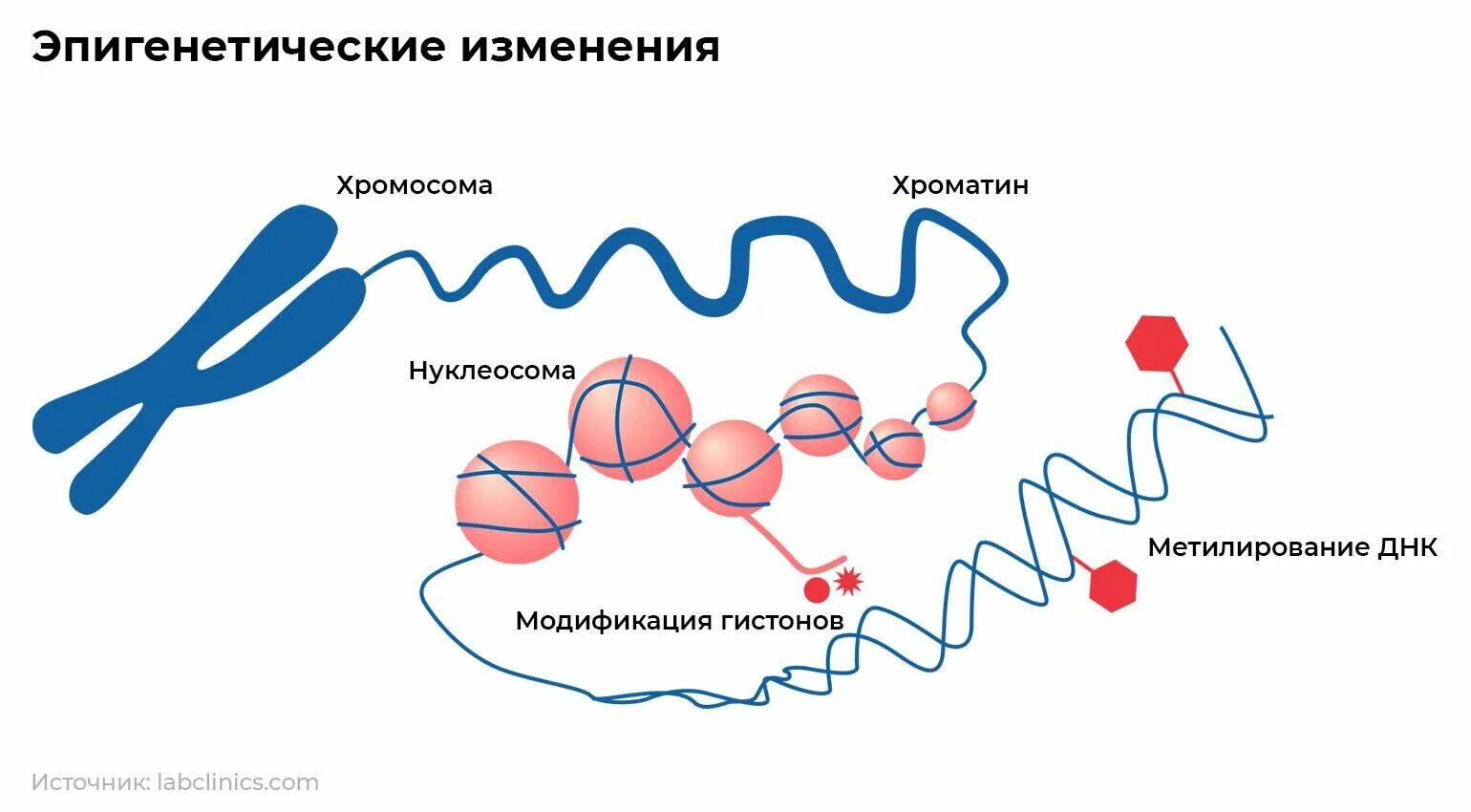 Эпигенетика и биохакинг