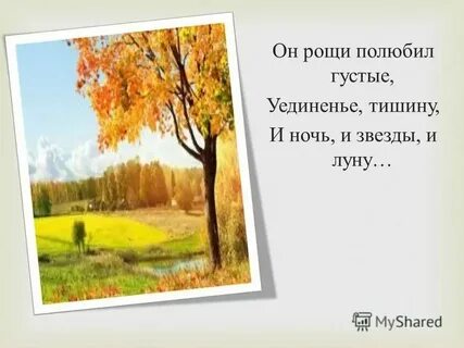Он рощи полюбил