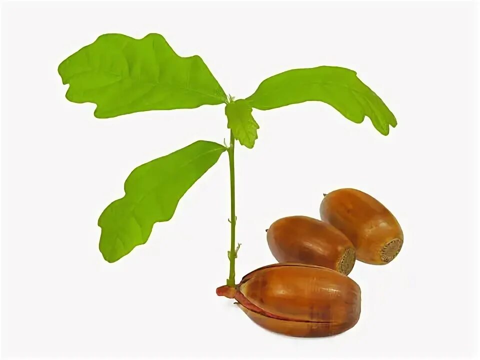 Как выглядят листья желудя Botanical sketches of acorns and oak leaves. Botanical drawings, Tree logo desig