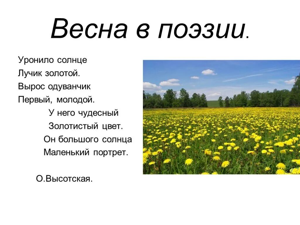 О и высоцкой одуванчик. Уронило солнце. Уронило солнце лучик золотой. Уронило солнце лучик золотой вырос одуванчик первый. Высотская одуванчик.