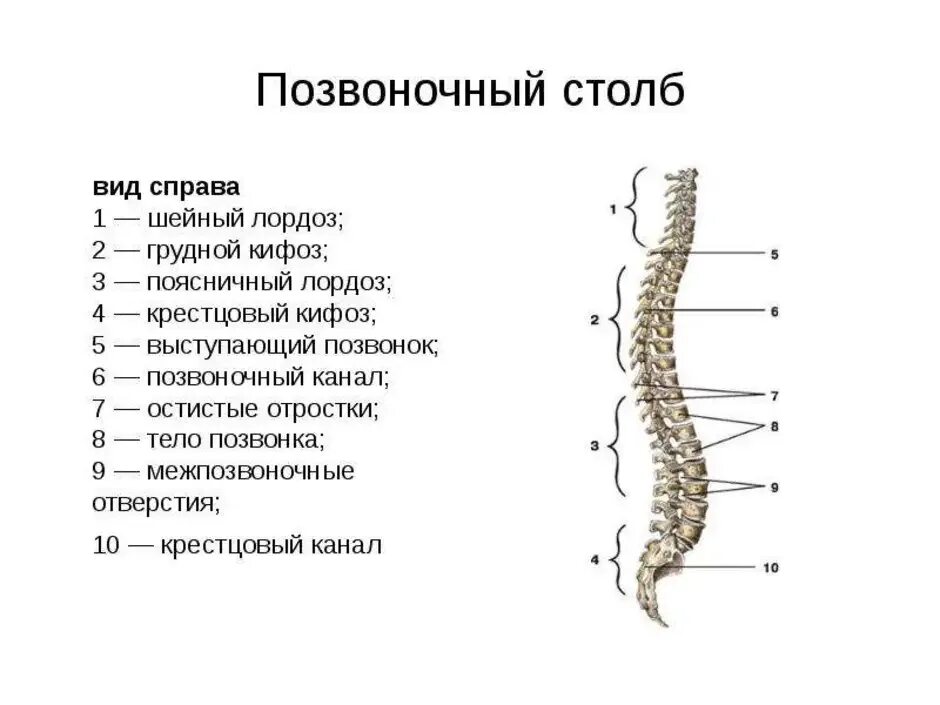 Характеристика отделов позвоночника. Схема строения позвоночного столба. Позвоночный столб и строение позвонка. Обозначьте отделы и элементы позвоночного столба. Позвоночник человека анатомия строение рисунок.