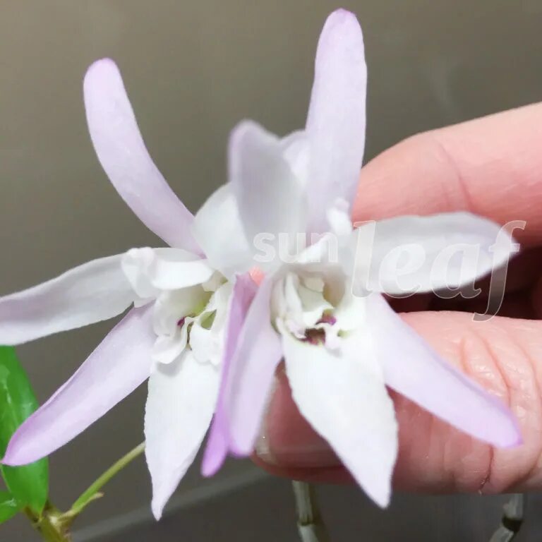 Дендробиум монилиформе. Dendrobium moniliforme. орхидея монилиформе. dendrobium moniliforme benibotan.