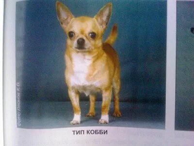 Типы чихуахуа
