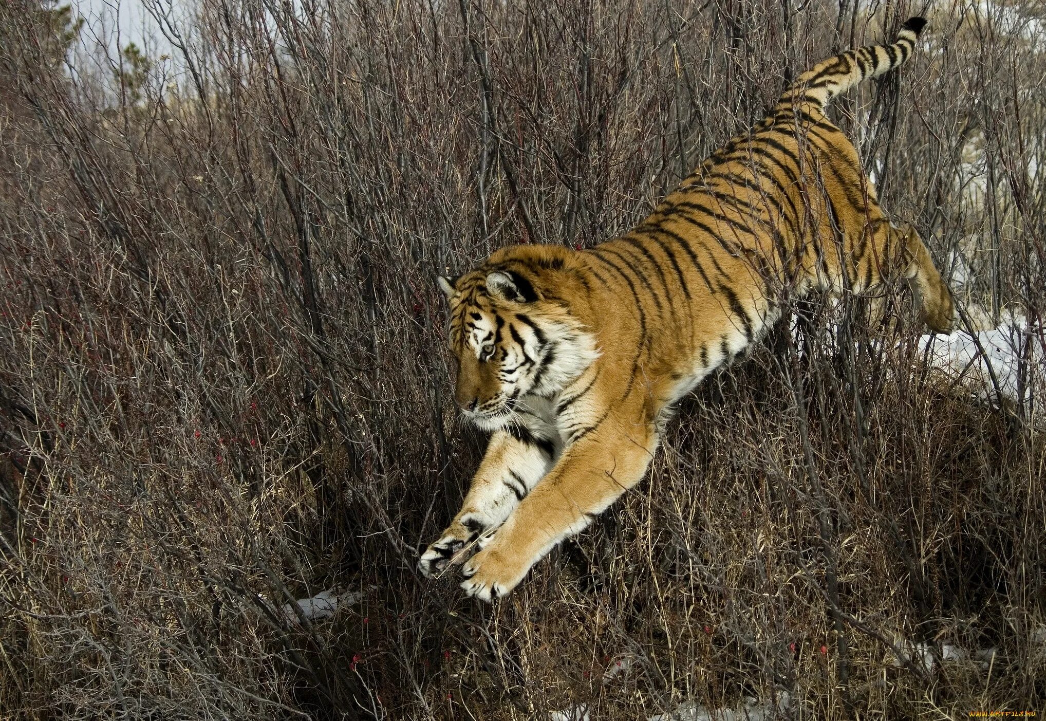 Ай тигр литвин. Амурский тигр. уссурийский тигр. амурский тигр (panthera tigris). тигр в прыжке.