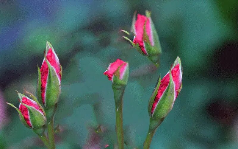 распускающиеся цветы клип. гиф цветы распускаются. хромакей распускаются цветы. красивые цветы для видеоролика. распускающиеся цветы клип.