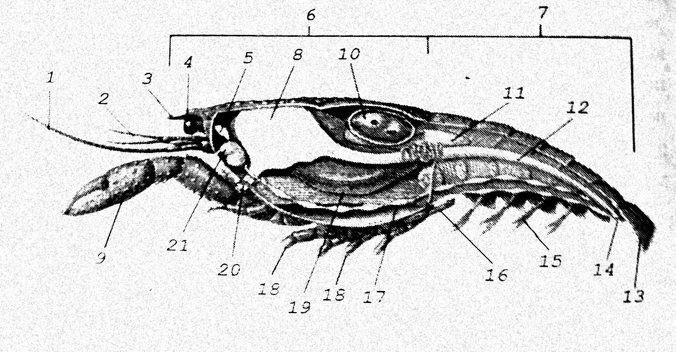 Антеннулы у ракообразных. Ракообразные строение антеннулы. строение членистоногих. антеннулы и антенны у ракообразных. антеннулы у членистоногих.