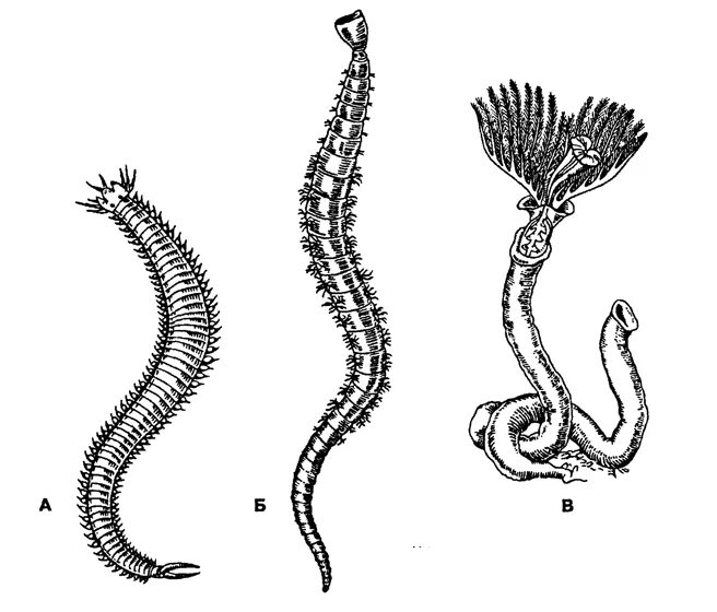 Кольчатые черви и моллюски. Личинки морских кольчатых червей. Личинки кольчатых. Личинки кольчатых. Многощетинковые черви метаморфоз.