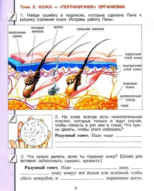 Практическая работа по биологии 9 класс кожа. Задания по теме кожа. Кожа задания для детей. Кожа окружающий мир 4 класс. Кожа пограничник организма.