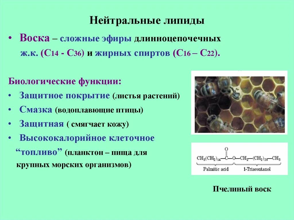 Функции воска липиды. Строение воска липиды. Функции восков биохимия. Воски биология липиды.