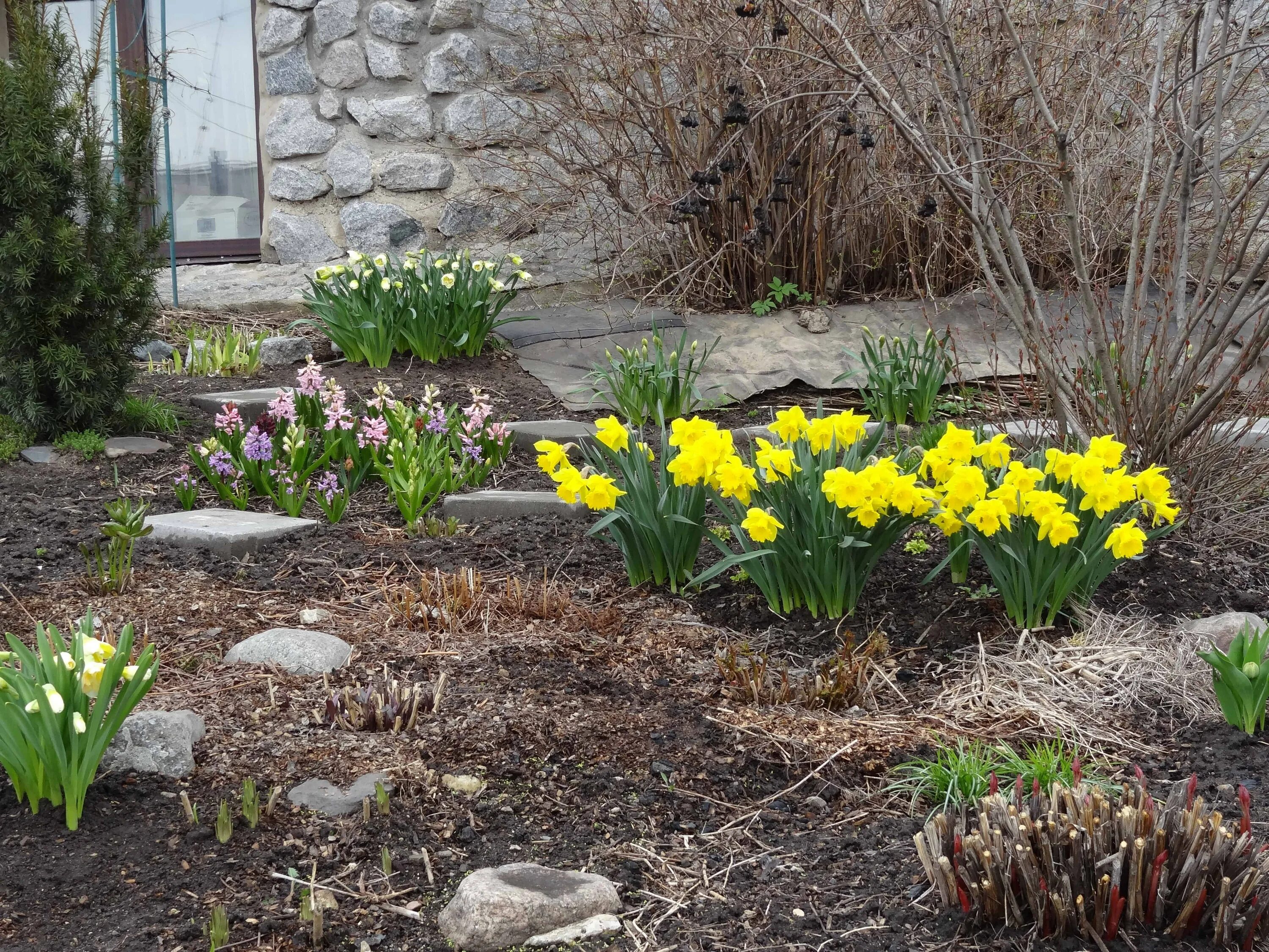Нарциссы в апреле. Крокус, тюльпан, гиацинт, нарцисс, рябчик. миксбордер тюльпаны крокусы нарциссы. альпийская горка тюльпан нарцисс крокус. нарциссы первоцветы луковичные.