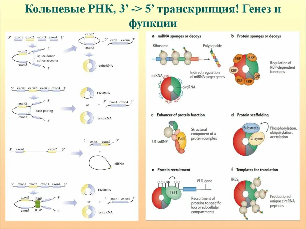 Эпигенетическая регуляция транскрипции. Однонитевая Кольцевая РНК. Основные эпигенетические механизмы.