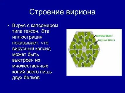 Вирусы надо