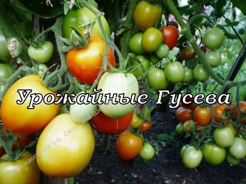 Томаты гусева