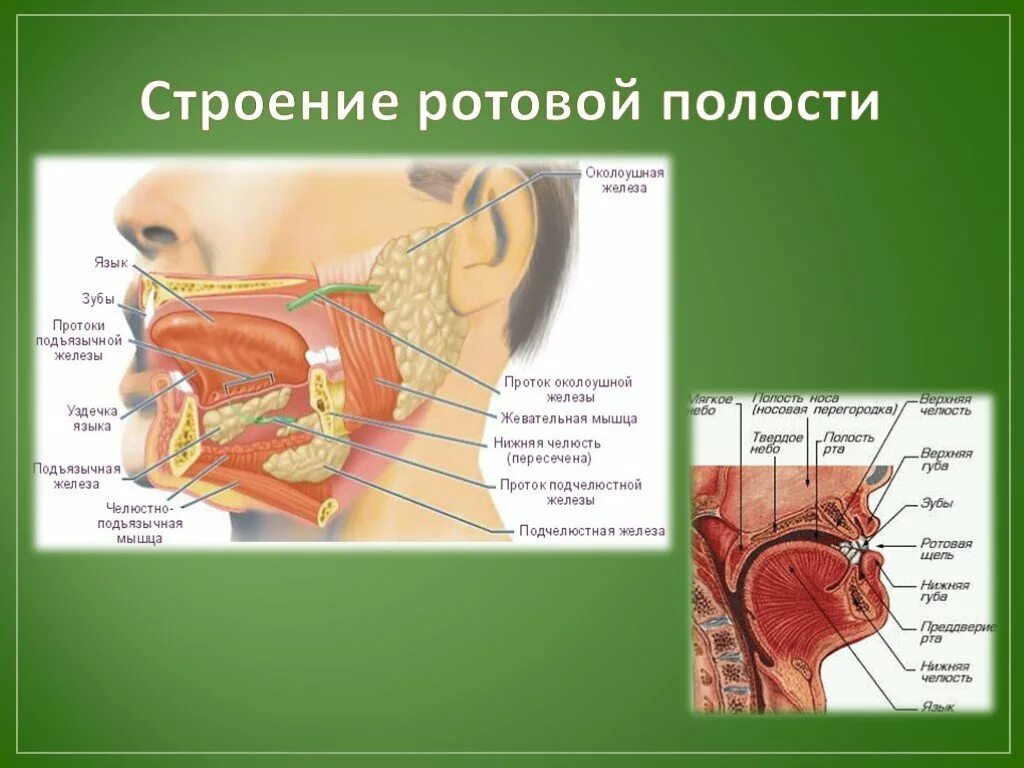 Строение пищеварение в ротовой полости. Строение речевой полости. Строение ротовой полостт. Ротовая полость анатомия. Что есть во рту человека