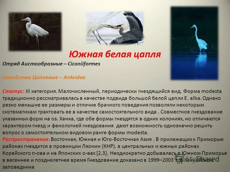 Белые цапли текст. Систематика большой белой цапли. южная белая цапля. аистообразные распространение. голенастые места гнездования.