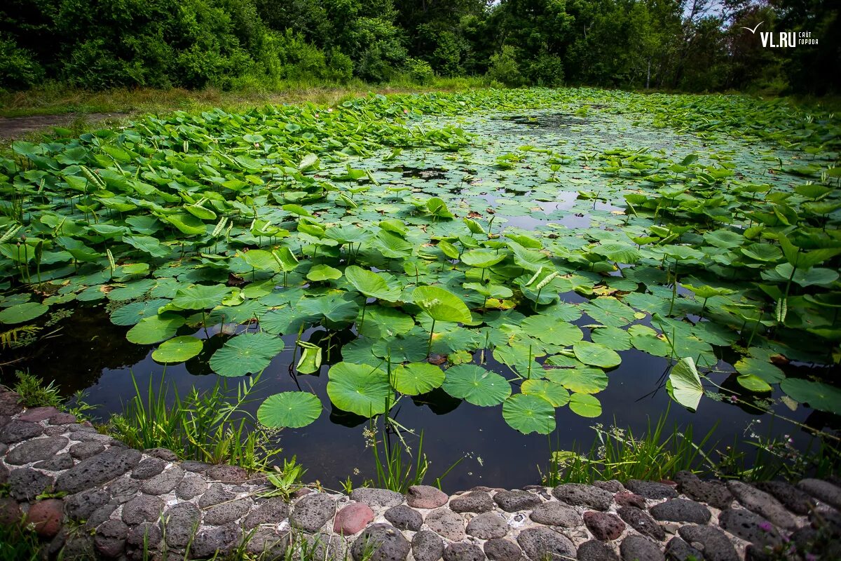 Растения в реках и озерах. Водные растения. Пресные водоемы. Прибрежно-водная растительность. Прибрежные растения водоемов.