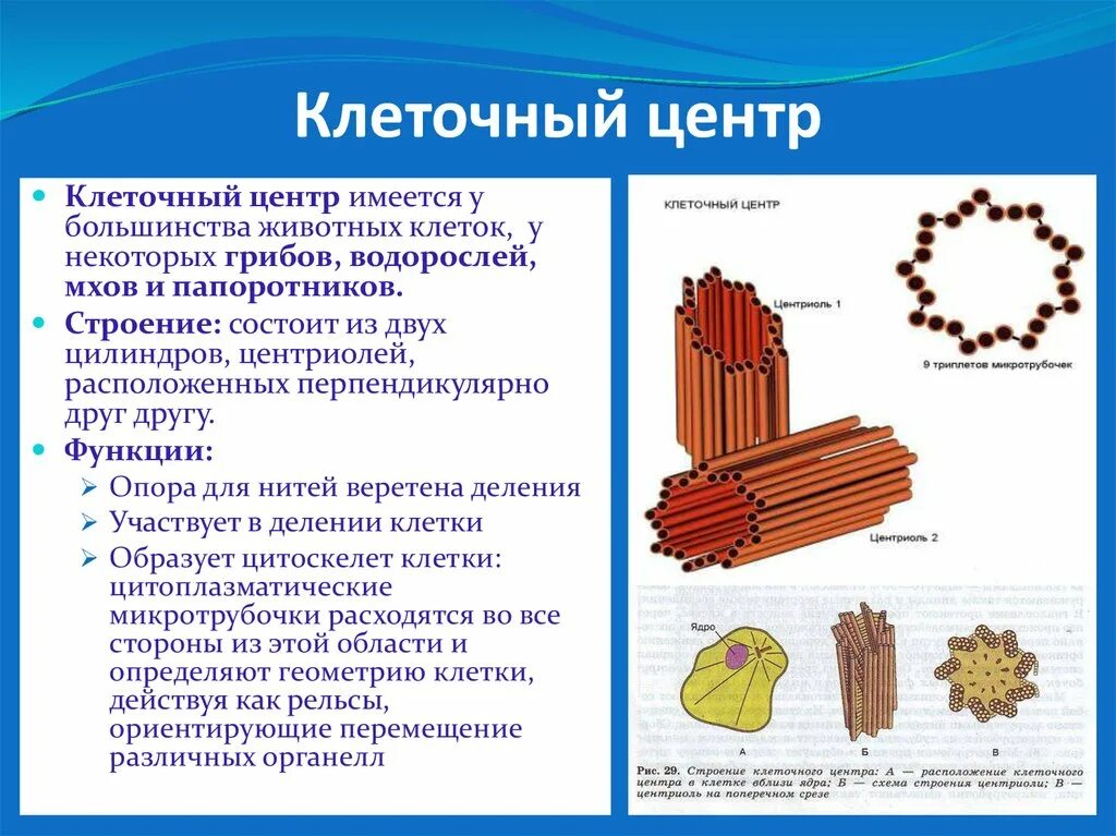 Клеточный центр признаки