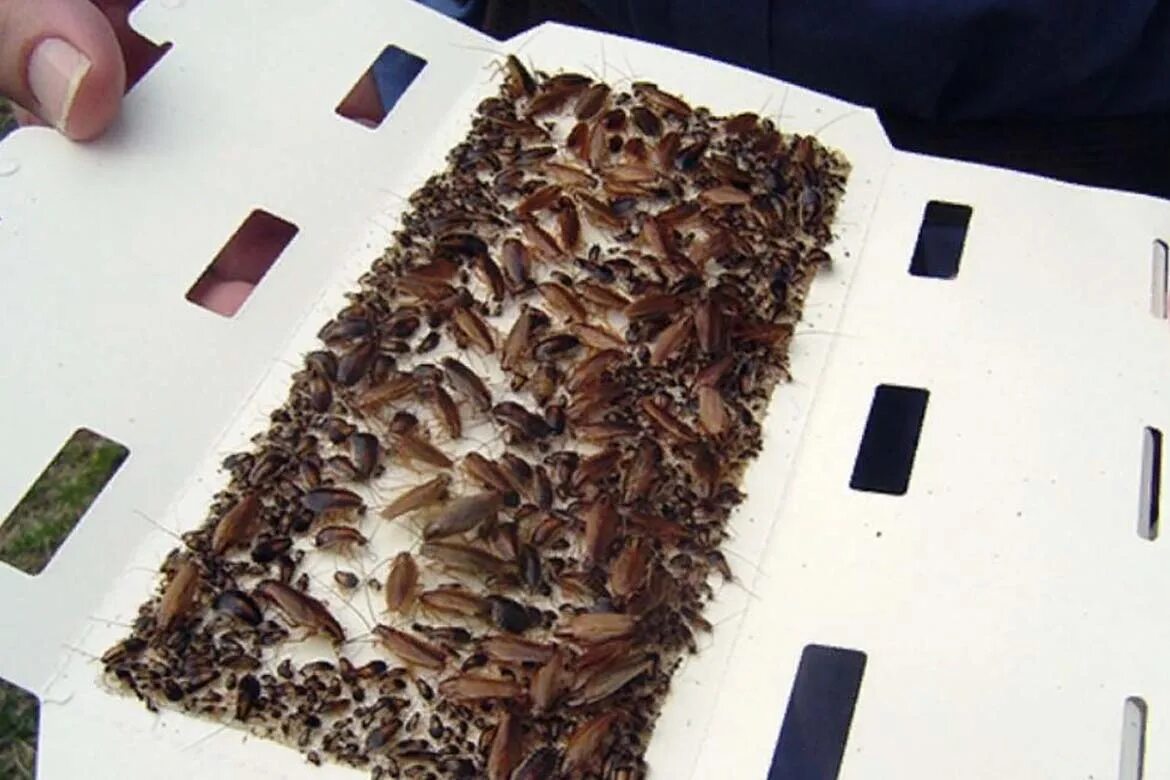 Средства для борьбы с тараканами. Тараканы в квартире. Травля насекомых. Насекомые в квартире. Средство от избавления тараканов.