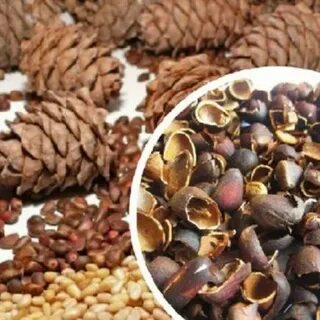 Как настоять кедровую скорлупу