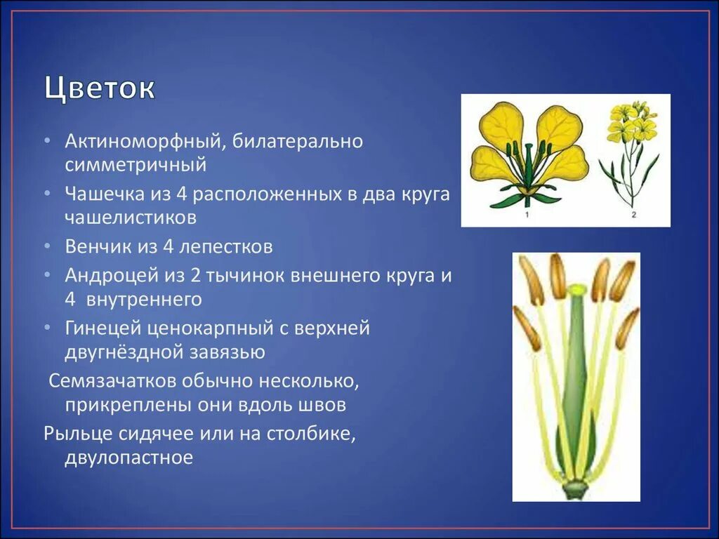 Венчик крестоцветные. Билатерально симметричный цветок. Актиноморфный цветок. Андроцей и гинецей. Актиноморфный цветок примеры.