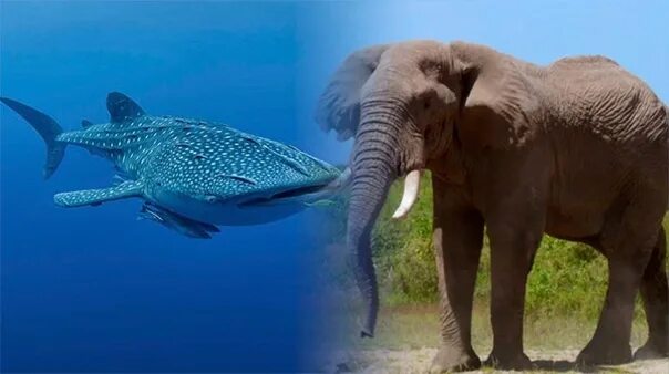 Слон против кита. Кто сильнее слон или кит. Морская мегафауна. Кто сильнее кит или слон ответ. Битва слона с китом.