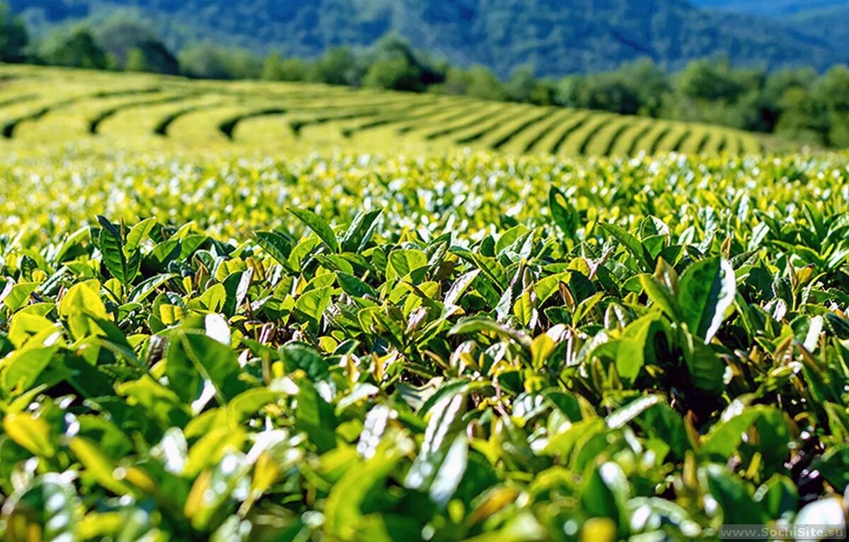 В россии растет чай. Краснодарский чай плантации. Чайные плантации Сочи Мацеста. Чайные плантации Мацеста чай. Мацеста чайные плантации экскурсия.