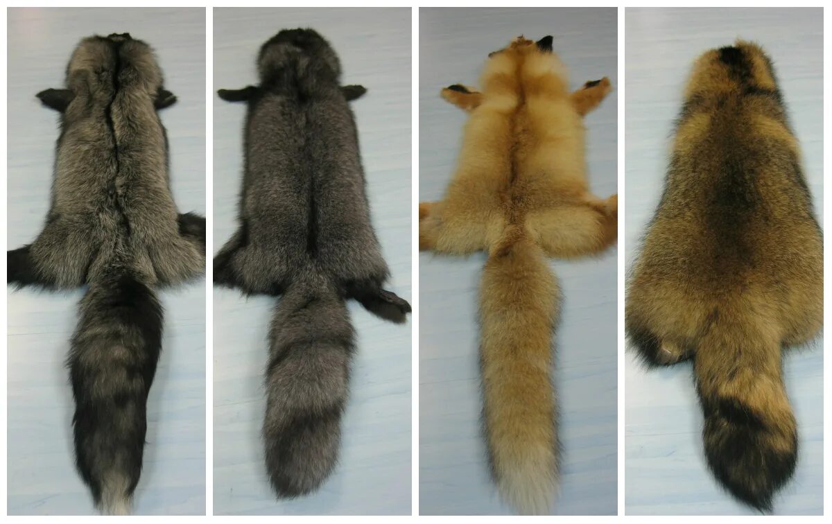 баргузинский соболь мех. оттенки меха соболя. чем отличается мехами. настоящий мех норки. натуральный и искусственный мех.