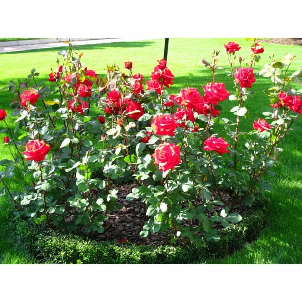 Создание розария на дачном участке: идеи, схемы, посадка и уход Rose trees, Best