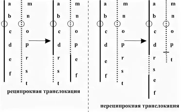 Носителем транслокации. Реципрокная транслокация. реципрокный обмен. механизм образования реципрокной транслокации:. реципрокные мутации.